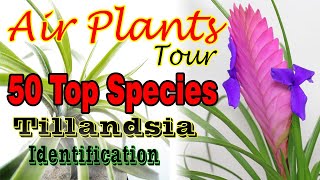 50 TOP AIR PLANT-TILLANDSIA SPECIES NAME IDENTIFICATION.