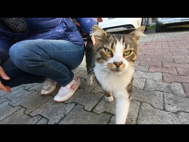 Beautiful cat is so lovely but she envy other cats approaching me Beautiful cat is so lovely but she envy other cats approaching me