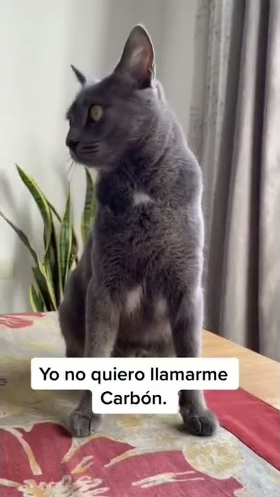 Dragón a Carbón. Dónde estás carbón? Shorts #Cortos