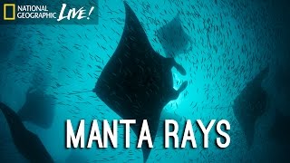 Photographing Our Seas: Manta Rays | Nat Geo Live