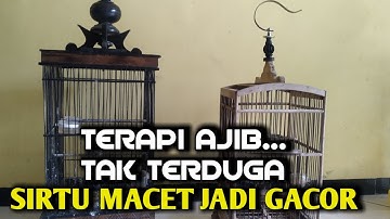 Tips merawat burung sirtu Hasilnya gak disangka | sirtu macet jadi gacor kembali Gara-gara ini