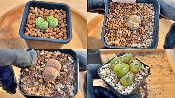SUB) All about the soil of lithops and conophytums l How to make lithops substrate