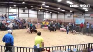 Junior showmen show their pigs at the Junior Swine Show #LoganCountyFair