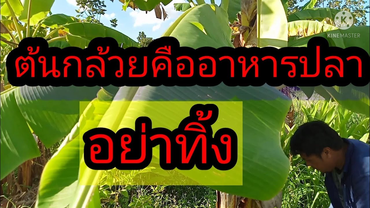 เลี้ยงปลานิลปลาตะเพียนด้วยต้นกล้วยลดต้นทุนค่าอาหาร | สรุปเนื้อหาที่เกี่ยวข้องกับอาหาร ปลาตะเพียนที่อัปเดตใหม่