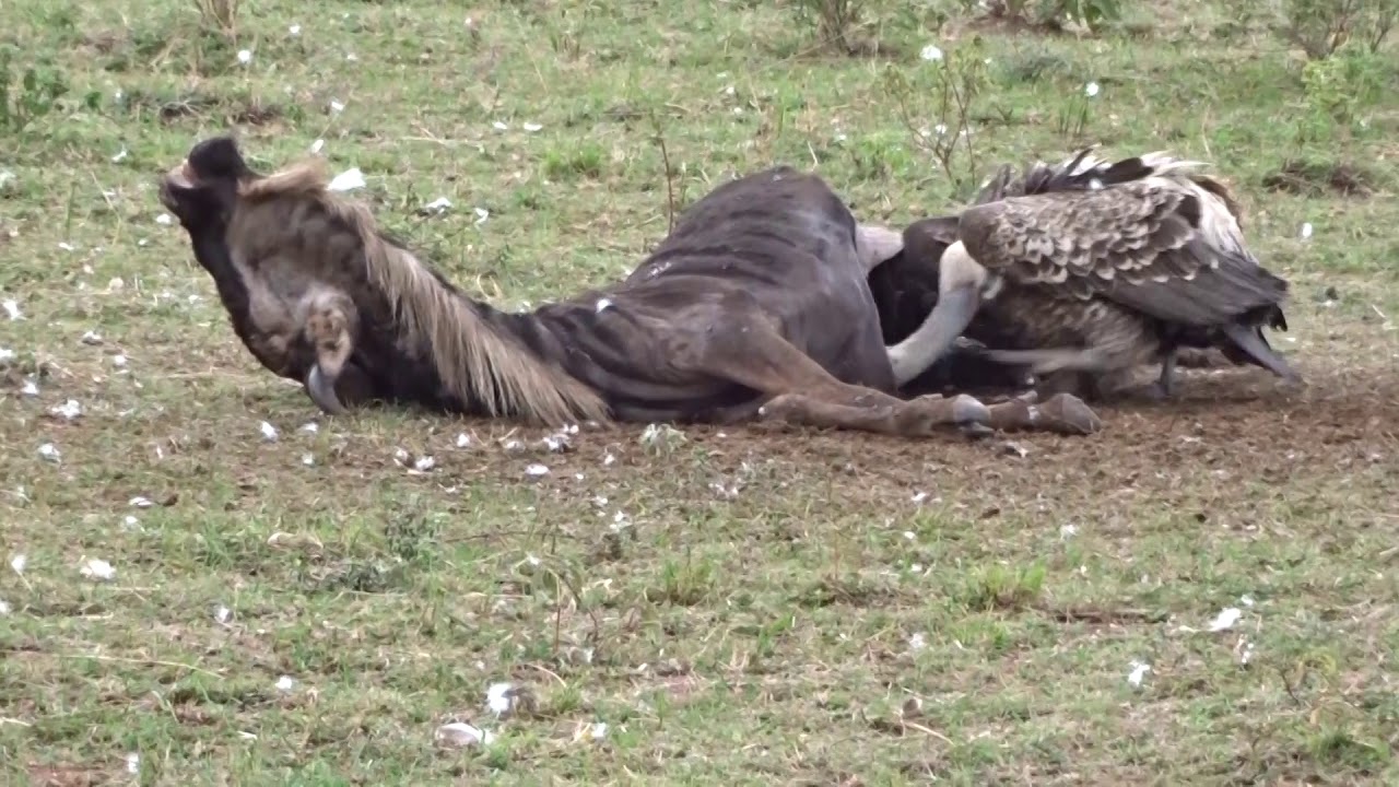 kenya safari experts