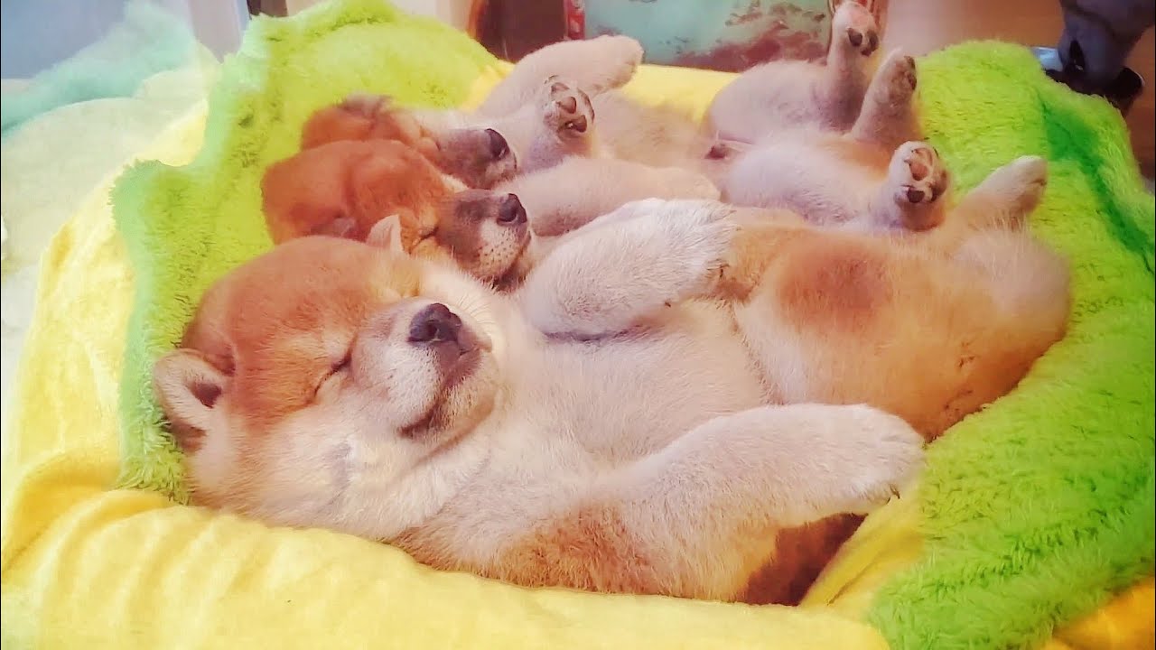 ３匹の子犬の柴犬の寝姿が可愛すぎると世界中がメロメロに 海外の反応 海外の反応 ニッポンの翻訳