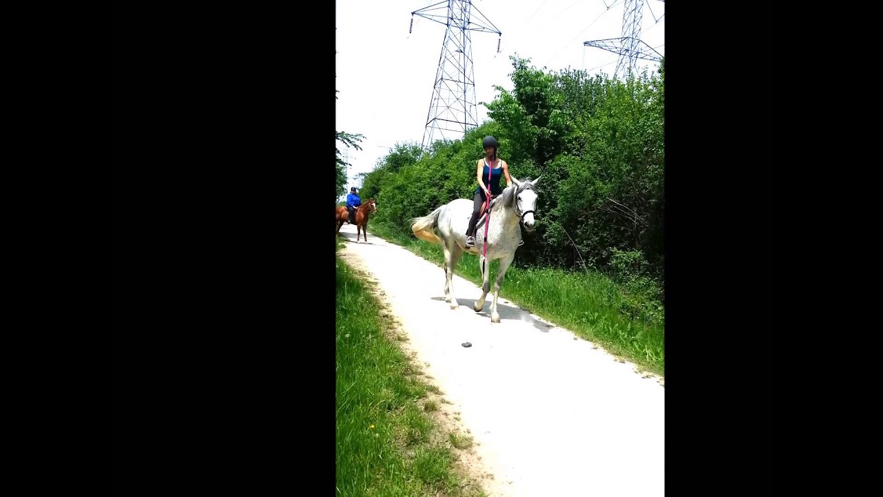 Hero of the Trail with the Horse Hockey Stick YouTube