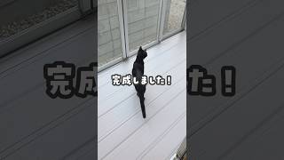 猫達のためのサンルーム♪#プレゼント #サンルーム #にこねこ