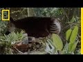 Unique Characteristics of the Okapi