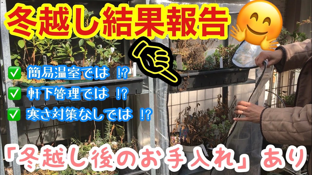 【宿根草・一年草】冬越しの結果は？🤗 / 必須‼️冬越し後の重要作業あれこれ、実際にお見せします♫ / 切り戻し・植え替え・追肥・殺菌剤散布など / PWアンバサダー活動報告【ガーデニング」