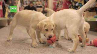 We decided to let five puppies loose in one of our stores, needless to say it didn