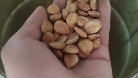 almond color sorter machine nuts colour sorting equipment
