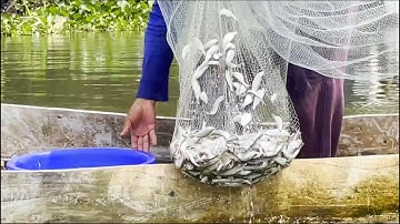 2 vợ chồng mưu sinh xúc cá từ sông Tiền qua sông Hậu - Sông Nước Cửu Long - Nguyễn Hùng