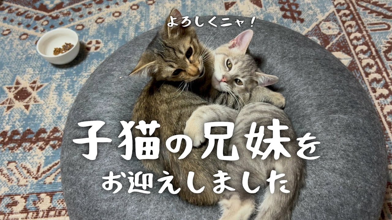 #13 子猫の兄妹をお迎えしました！