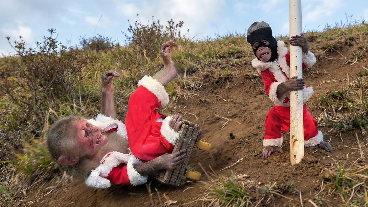 Moon Was Secretly Set Up by Bon… All Her Food Was Stolen!