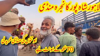 Camel Soda 2023 - Shahpur Kanjra Mandi 2023 - Live Deal Camel by Lahore Pets  865 views 10 months ago 8 minutes, 7 seconds
