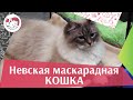 Невская маскарадная кошка на  Кэтсбург 17 ilikepet