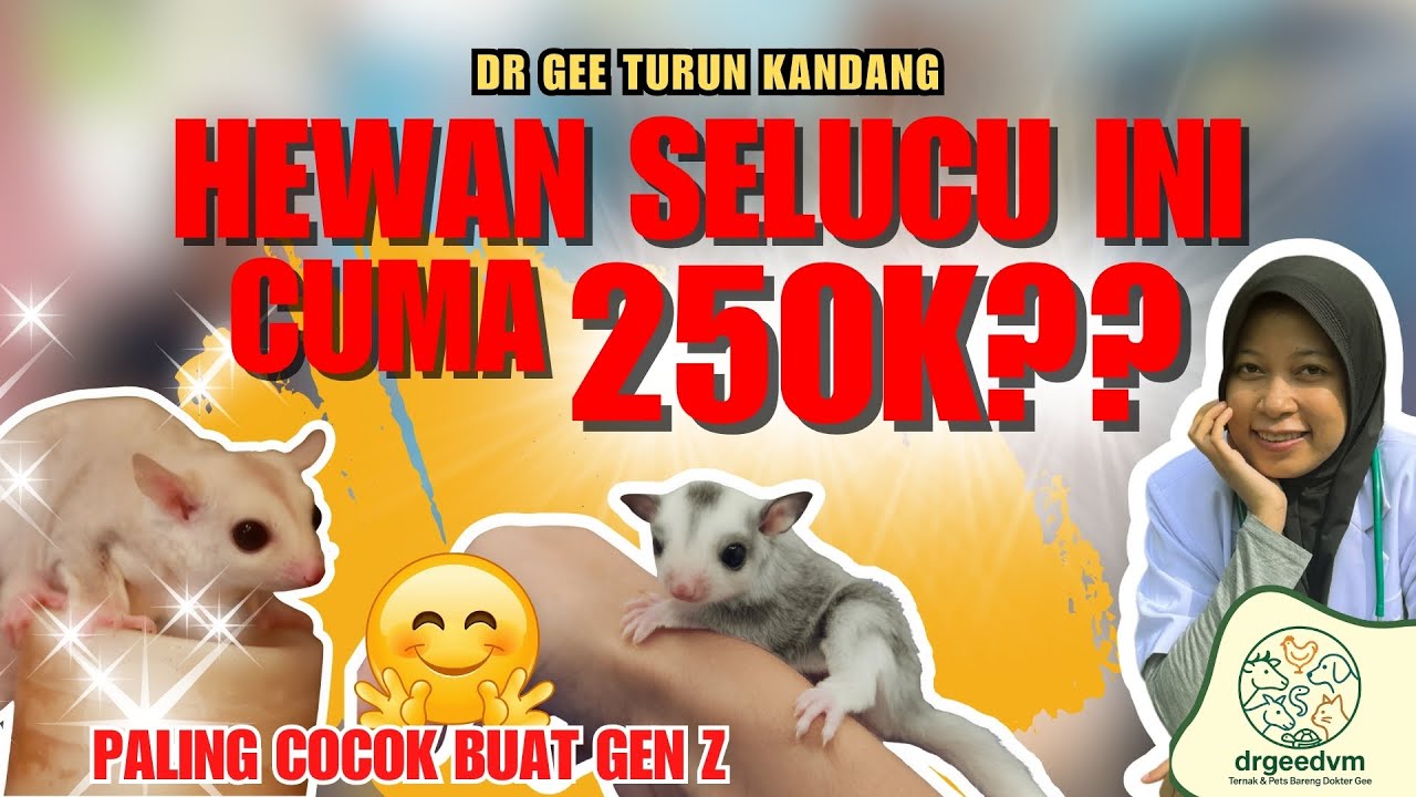 Sugar Glider Lucu Cuma 250K?! Hewan Imut Ini Jadi Favorit Gen Z!