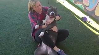 A5223795 Bleu Pitbull