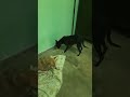 मम्मी पापा#doglove #positivevibes #ekmotahathighumechala #cute #pawarholakhalidhobijatimere #deshi