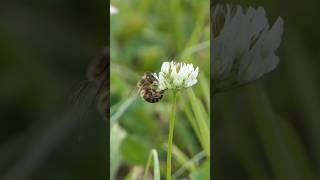 Honeybee visits White Clover flowers
