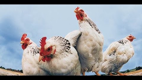 Inequalities (Official Music Video)