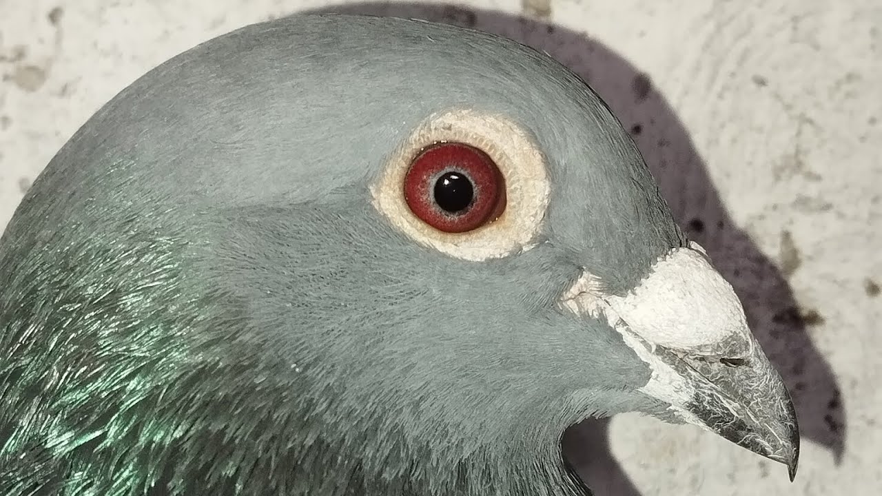 Am tăiat porumbei !!! 😯😯 Se pregătesc porumbei de ouă 