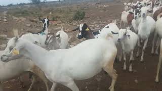 A day long after grazing