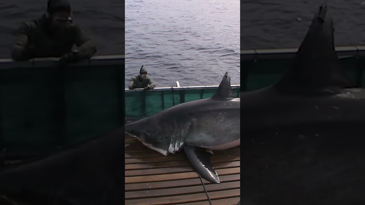 Погрузитесь в мир SHARKIVES в приложении!