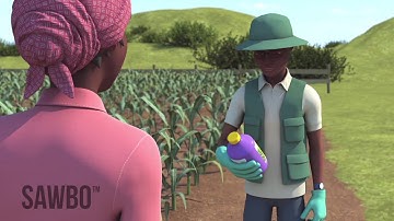 How to Identify and Scout for Fall Armyworm in Manipuri  (accent from India)