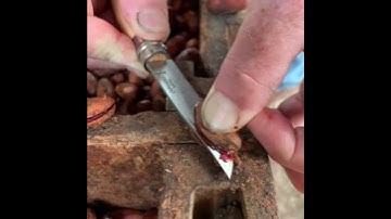 Fermenting cocoa bean