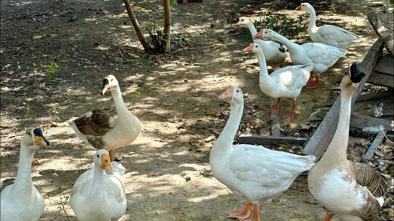 Feeding geese, ducks and baby ducks. birds goose duckandgoose 