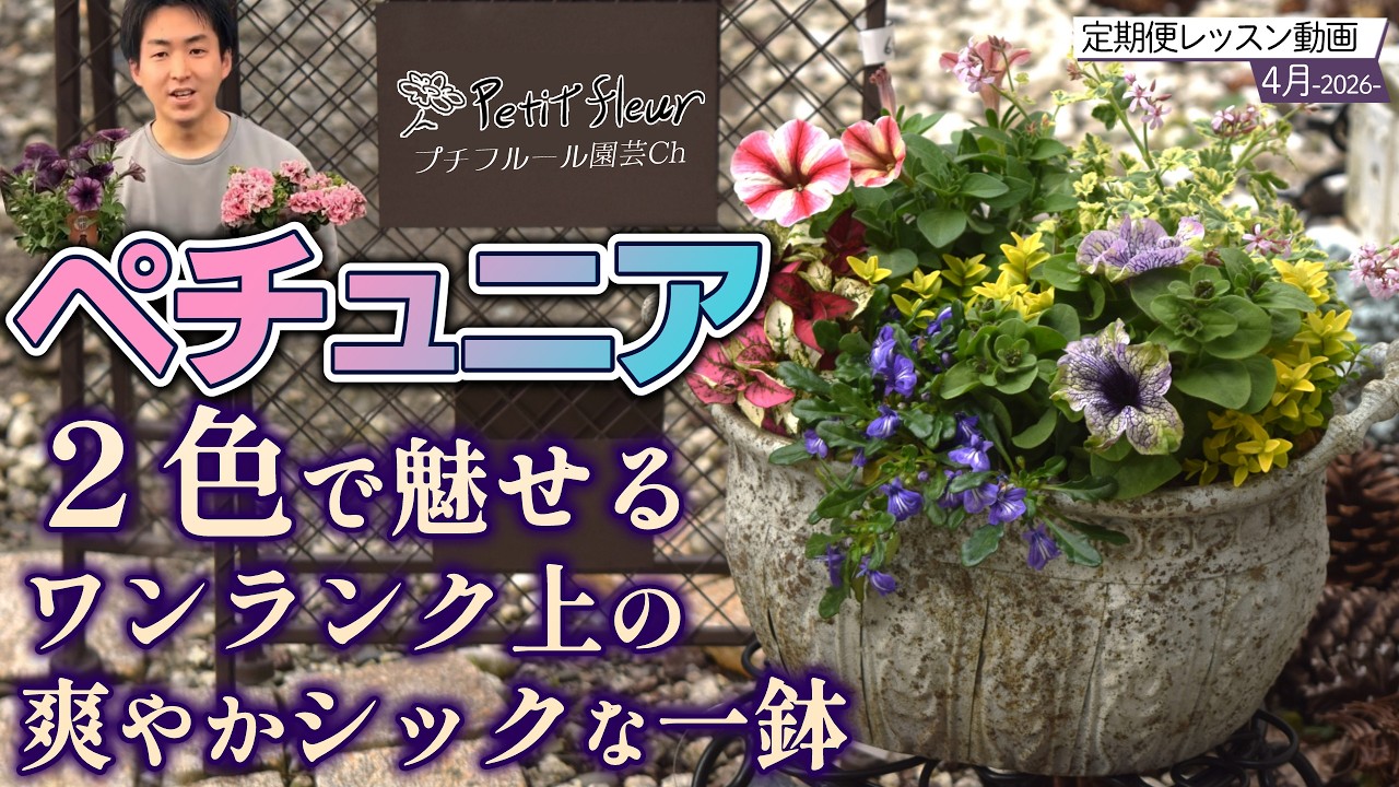 Showcasing Petunias in Two Colors] Petunia Container Gardening
