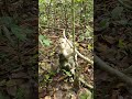 Wildlife monkeys 🐒😂🎄🐒 #Shorts #ViralVideo #Trending #CuteAnimals #wildlife #MonkeyShorts