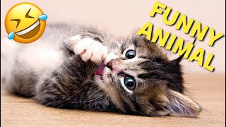 Compilation Funny Animal Videos 83 I Best Funniest Cats And Dogs