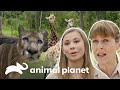 Reabilitações e tratamentos incríveis | A Família Irwin | Animal Planet Brasil