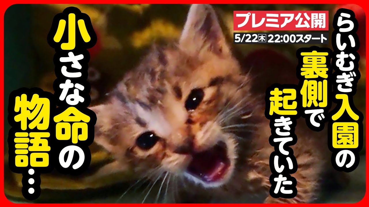 【感動】小さな命を救うために それぞれが出来ることを…