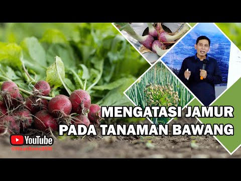 Pada Jamur