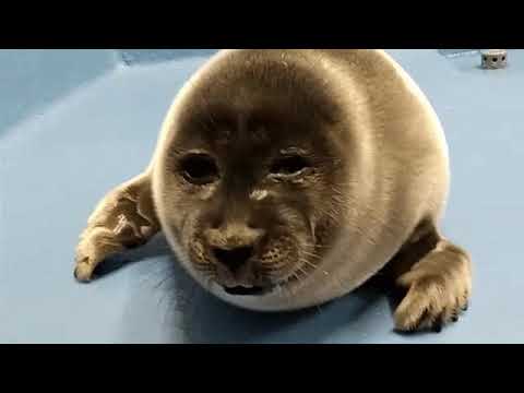 Crying Seal Meme HD