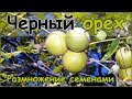 Черный орех: описание дерева, посадка и уход, болезни и вредители