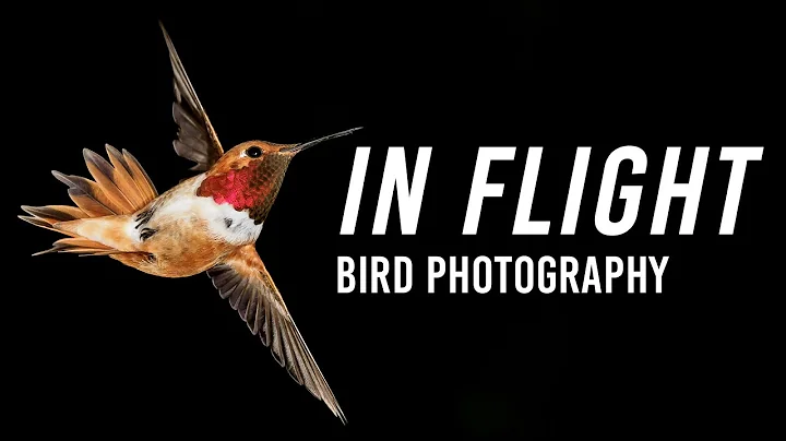 Birds In Flight Photography | With Lee Hoy - DayDayNews