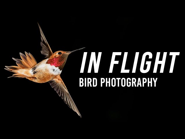 Birds In Flight Photography | With Lee Hoy class=