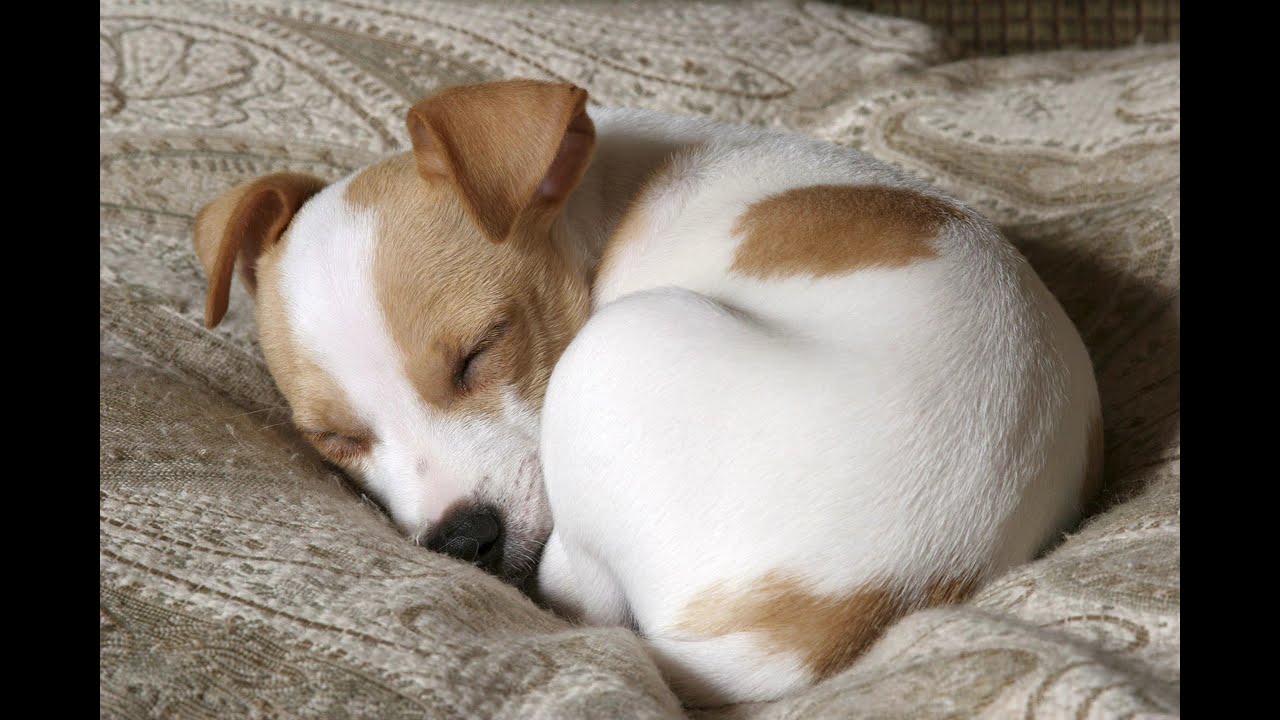 A Story About Dogs pt 2