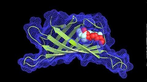 Molecular Docking