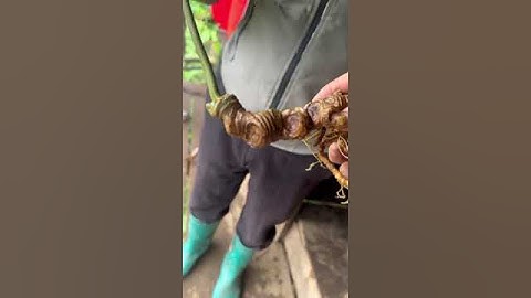 1 củ sâm rừng 1 lạng 4 mới về bao kiểm định mọi viện mời các bác 0377965679 e Nguyệt