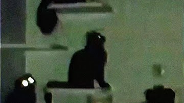 Lucidity - Devastation (Visualizer)