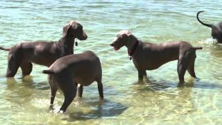 Weimaraners (A Tribute)