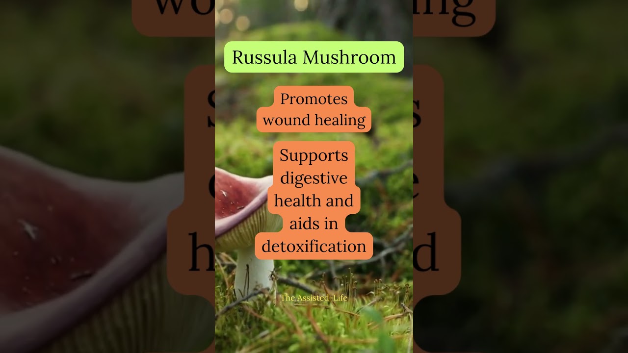 Russula Mushroom Benefits