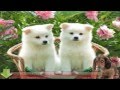 Obedience Dog Training - A Gift To Your Pet And Yourself Obedience Dog Training - A Gift To Your Pet And Yourself