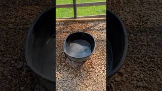 Keeping Ducks Without The Mess. This Easy System Changed Everything!